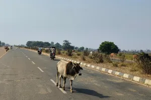 पशुपालकों की लापरवाही से रोज हो रहे हादसे