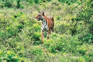 मुकुंदरा के जंगल में बिछेगा वन्यजीवों की सुरक्षा का जाल