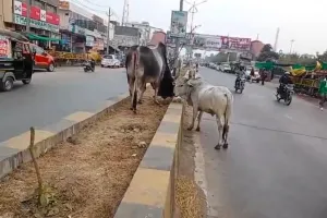 6 महीने बाद भी नहीं लगे डिवाइडर पर पौधे