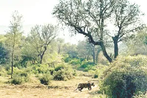 असर खबर का - आखिरकार 25 महीने बाद पिंजरे से आजाद हुआ शावक