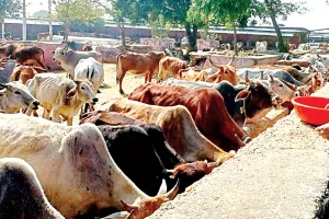 असर खबर का - स्वीकृति मिलते ही जारी किया भूमि का आवंटन पत्र