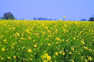 बसंत पंचमी केवल ऋतु परिवर्तन का संदेश नहीं, बल्कि आध्यात्मिक और सांस्कृतिक चेतना को भी करती है जागृत