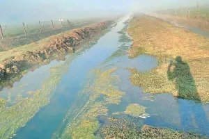 सीएडी की लापरवाही किसानों पर पड़ रही भारी : किसानों को नहीं मिल रहा पानी, नहरों में नहीं हो पा रहा पानी का पूरी तरह संचालन