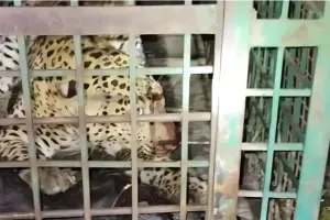 उत्तर प्रदेश : बकरी को देख पिंजरे में कैद हुआ आदमखोर तेंदुआ, महिला को बना चुका अपना शिकार