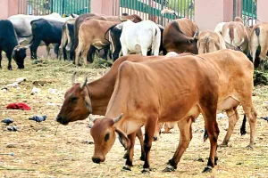 अब बीमार पशुओं के उपचार में भी नकली दवाइयां