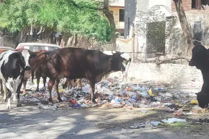 निगम अधिकारियों को नहीं मिल रही अवैध डेयरियां, कार्रवाई के नाम पर खानापूर्ति