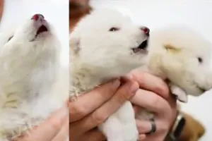 विलुप्ति के बाद पुनर्जीवित हुए खूंखार भेड़िये, फिर से हमारे बीच घूम रहे