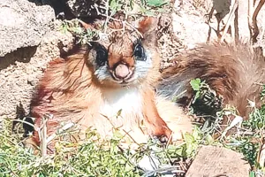 हिमाचल की मियार घाटी में उड़ने वाली गिलहरी मिली : कैमरा टैपिंग सर्वेक्षण में मिला फोटोग्राफिक साक्ष्य, सात दशकों से माना जा रहा था विलुप्त