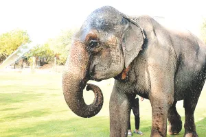 हाथी मालिकों ने कहा- उनके काम नहीं आ रहा हाथी कल्याण कोष का पैसा, 3 साल से न हाथियों को झूलें मिले और न महावतों को पोशाक