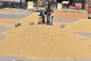 हाड़ौती की उपज से मुनाफा कमा रहा गुजरात, धनिया प्रोसेसिंग यूनिट नहीं होने से किसानों को नुकसान