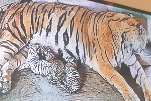 प्रदेश के जंगलों में गूंजी दस नन्हें शावकों की किलकारियां : सरिस्का, रणथम्भौर और जयपुर बायोलॉजिकल पार्क में बाघों का कुनबा बढ़ा