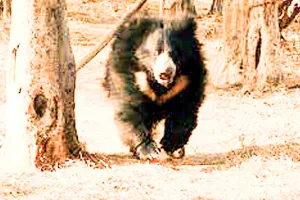 अकेलगढ़ में दो भालू का नजर आया मूवमेंट, कर्मचारियों में मचा हड़कम्प  