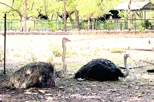 गर्मी से इंसान ही नहीं बेजुबान पक्षी भी परेशान, स्प्रिंकलर्स चलाने के साथ ही पक्षियों को दे रहे जरूरी दवाइयां 