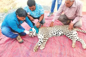 इंटरनेशनल लेपर्ड डे आज : नाहरगढ़ अभयारण्य में भी 21 लेपर्ड्स का मूवमेंट दर्ज