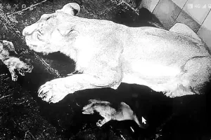 तीसरी बार मां बनी शेरनी तारा : दो शावकों को दिया जन्म, सीसीटीवी कैमरे से की जा रही इनकी मॉनिटरिंग