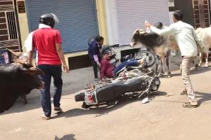 शहर में सांडों का उत्पात, लड़ते हुए बाइक सवार पर चढ़े