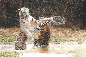 यूपी के जैविक उद्यान में बंगाल टाइगर में एच5एन1 एवियन इन्फ्लूएंजा वायरस, नाहरगढ़ जैविक उद्यान में बढ़ाई सतर्कता