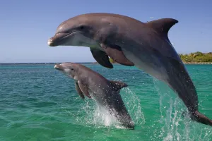 आखिर क्यों घट रही है डॉल्फिन की आबादी