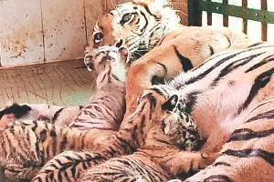 बाघिन रानी पी रही मिनरल वाटर, आज एक माह के हो जाएंगे पांचों शावक