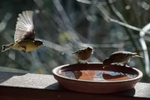 भीषण गर्मी में स्वयं के साथ बेजुबानों का भी रखें ध्यान