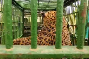 60 फीट गहरे कुएं के अंदर जाकर लेपर्ड को किया ट्रेंकुलाइज, नाहरगढ बायोलॉजिकल पार्क स्थित रेस्क्यू सेंटर ला रहे 