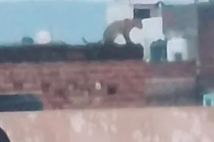 विद्याधर नगर के सेक्टर आठ में बघेरा दिखाई देने से मचा हड़कंप : वन विभाग की टीम ने मौके पर पहुंचकर साढ़े तीन घंटे किया सर्च