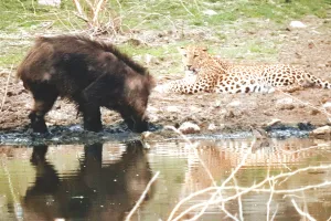 वन्यजीव गणना : जयपुर के जंगलों में 42 लेपर्ड और 2,262 मोर, वन क्षेत्रों रेंज में 20 बघेरे दिखे 