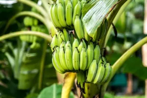 कृषि रोड मैप और टिश्यू कल्चर से बिहार में केले का उत्पादन तीन गुना बढ़ा