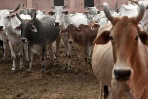 कर्नाटक में गायों को लेकर बवाल : श्रीराम सेना के 5 कार्यकर्ताओं को पेड़ से बांधकर पीटा, पुलिस ने खुद दर्ज किया मामला