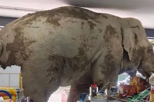 थाईलैंड में एक स्टोर में घुसा जंगली हाथी, कुरकुरे और क्रैकर्स खाए