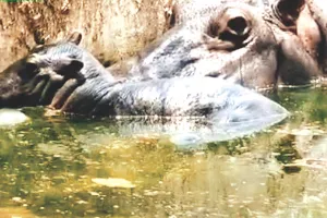 नाहरगढ़ बायोलॉजिकल पार्क : मादा हिप्पो राजकुमारी बेबी हिप्पो को कच्ची तलाई में ले गई