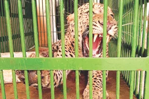 वन क्षेत्रों में जीवों के लिए प्रे-बेस बढ़ाने की जरूरत : ताकि बघेरे सहित अन्य वन्यजीव के शहरों की ओर ना करें रुख