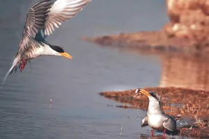 जल संरक्षण अभियान : जलाशयों पर जीवन के संगीत की लहरें, गूंजने लगा पक्षियों का कलरव
