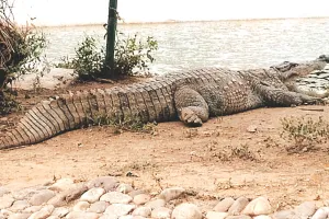 विश्व मगरमच्छ दिवस : नाहरगढ़ बायोलॉजिकल पार्क में मगरमच्छों की संख्या पहुंची 25