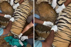  रणथंभौर टाइगर रिजर्व के मादा शावक आरबीटी-2507 कनकटी को रेडियो कॉलर पहनाकर मुकन्दरा हिल्स टाईगर रिजर्व के लिए किया रवाना