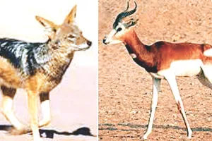 वन्यजीव गणना के आंकड़े सामने आए : केवलादेव उद्यान में शाकाहारी वन्यजीवों की संख्या अधिक