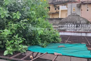 ढाई सौ साल पुराने दाऊ मंदिर को मरम्मत की दरकार, दाऊ जयंती का बजट अलग से मिले तो हो भव्य आयोजन