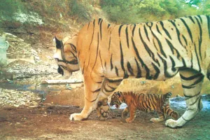 छह साल बाद मुकुदरा फिर आबाद : कोलीपुरा के जंगल में शावक संग बाघिन एमटी-6 कैमरे में ट्रैप