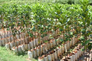 दिल्ली वालों को घर बैठे मिलेंगे मुफ्त पौधे, सरकार ने शुरू की होम डिलीवरी सेवा