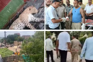 जंगल से निकलकर होटल परिसर में घुसा पैंथर : होटल में काम करने वाले मजदूर और रेस्क्यू करने गए होमगार्ड पर किया हमला