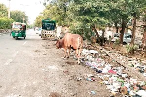 कोटा दक्षिण वार्ड 76- इस पार्षद को वोट देकर गलती हो गई, वार्ड हो गया गंदगी से बदहाल