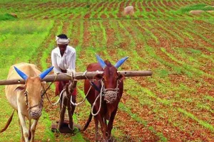 खरीफ की बुवाई अब भी अपने लक्ष्य से पीछे, केवल 59 फीसदी पर अटकी, खेतों में लौटी हरियाली किसानों की मेहनत रंग लाने को तैयार