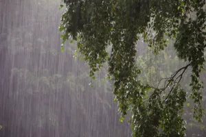 प्रदेश में मानसून सक्रिय, कोटा, सीकर, झुंझुनूं सहित कई जिलों में आज हुई बारिश