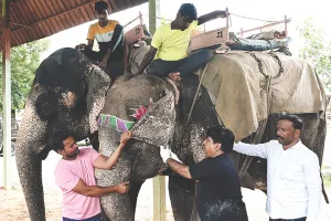 पहले दिन 48 हाथियों का स्वास्थ्य परीक्षण : पेट में कीड़े मारने की दवा दी, ऑप्थोल्मोस्कोप से देखी आंखों की स्थिति  