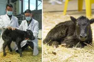 चीनी वैज्ञानिकों ने तिब्बत में सिजेरियन सेक्शन के माध्यम से दुनिया के पहले क्लोन याक को दिया जन्म 