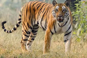 बाघ बचे तो जंगलों की सांस बचेगी