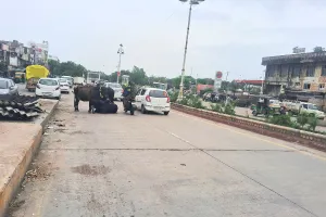 निगम गौशाला से 6 माह में 96 पशुओं को छोड़ा