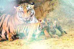 जेनेटिक डेटाबेस तैयार करने के लिए एक माह बाद पांचों शावकों को लगाई जाएगी माइक्रोचिप