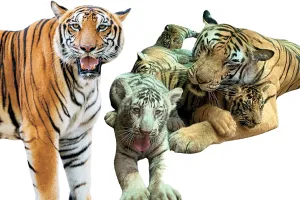 शहर के नाहरगढ़ बायोलॉजिकल पार्क में बाघों का संरक्षण, शावकों की अठखेलियां पर्यटकों को एलईडी स्क्रीन पर लाइव, 14 बाघों की देखरेख