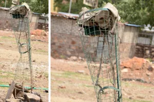 पौधों की सुरक्षा पर हर साल लाखों की सिंचार्ई, फिर भी नजर नहीं आ रहे पौधे